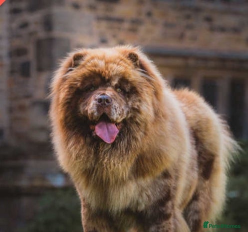 Chow Chow dogs in Accrington - Advert 1