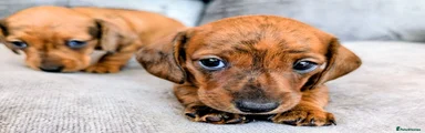 Miniature Dachshund 1