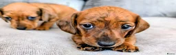 Miniature Dachshund dogs for sale: Miniature Dachshund  - Advert 22