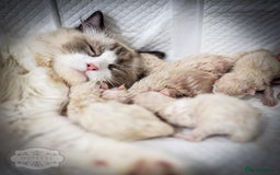 Ragdoll cats for sale: Ragdoll Bicolor Kitten Girl LSCH TICA - Image 3