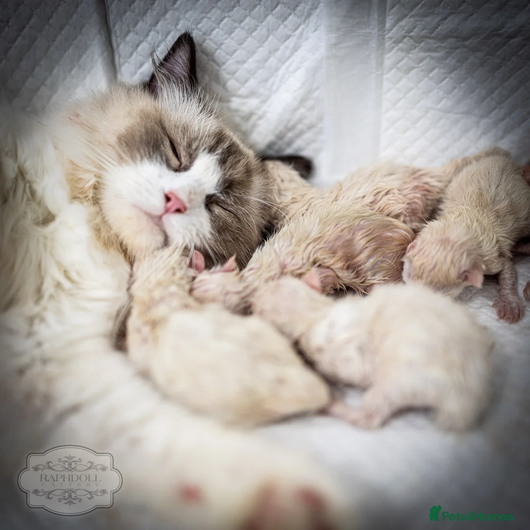 Ragdoll cats for sale: SHOW Ragdoll Bicolor Kitten Girl LSCH TICA ❤❤❤ - Advert 7
