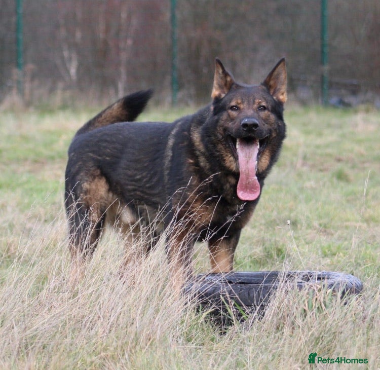 German Shepherd dogs Bear 🐻 Available for Stud in Birmingham - Advert 24
