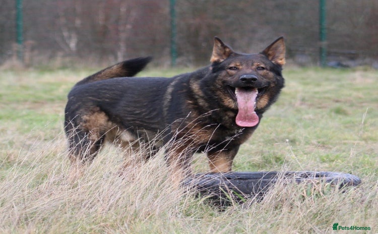 German Shepherd dogs in Birmingham - Advert 8