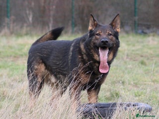 German Shepherd dogs in Birmingham - Advert 2