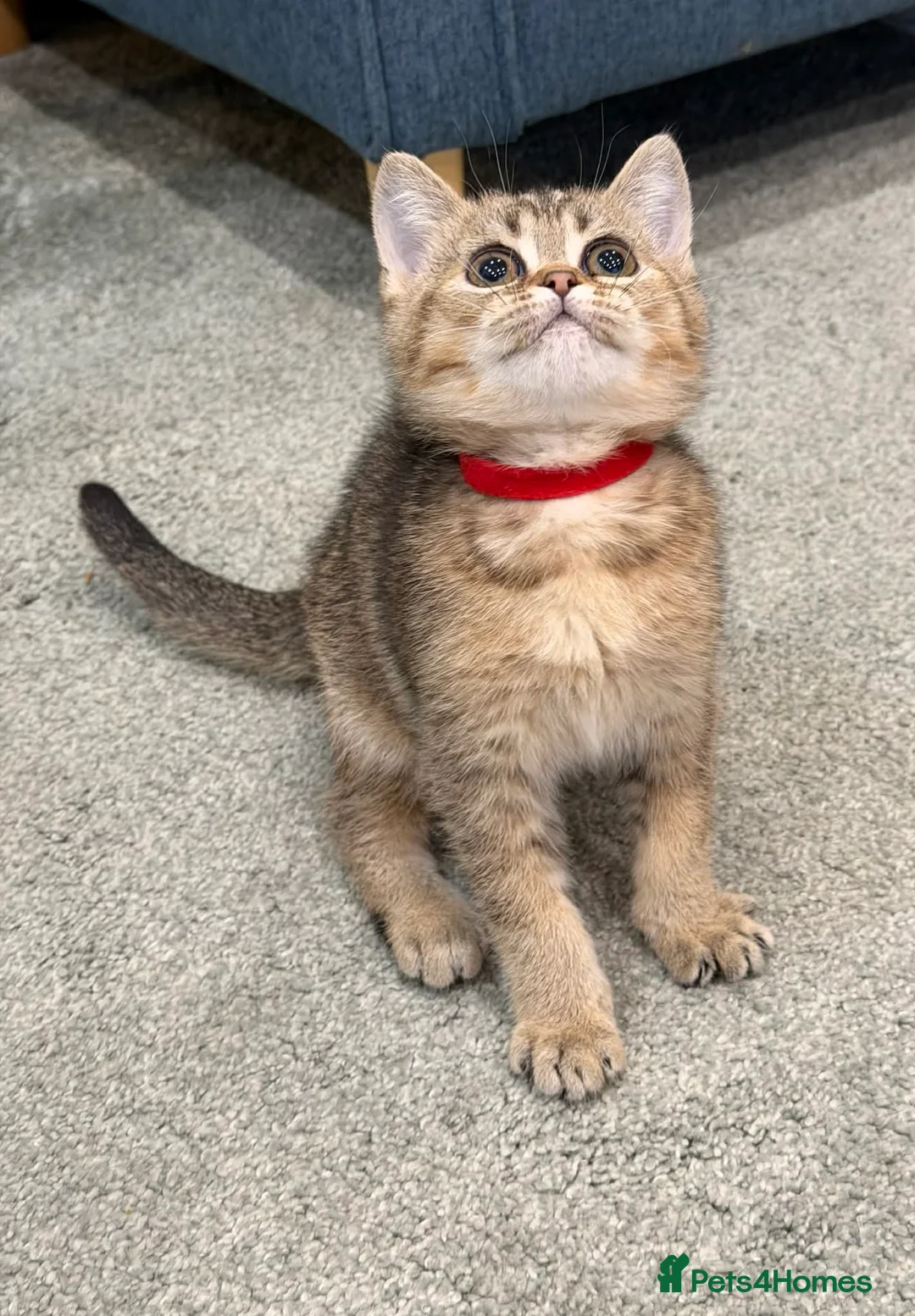 British Shorthair cats for sale: ⭐️1 LEFT Stunning BSH kittens GCCF registered ⭐️ - Advert 3