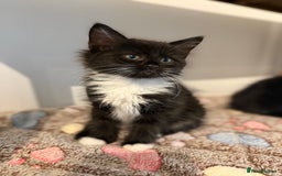 Siberian cats for sale: Full stunning siberian kittens for sale - Image 12
