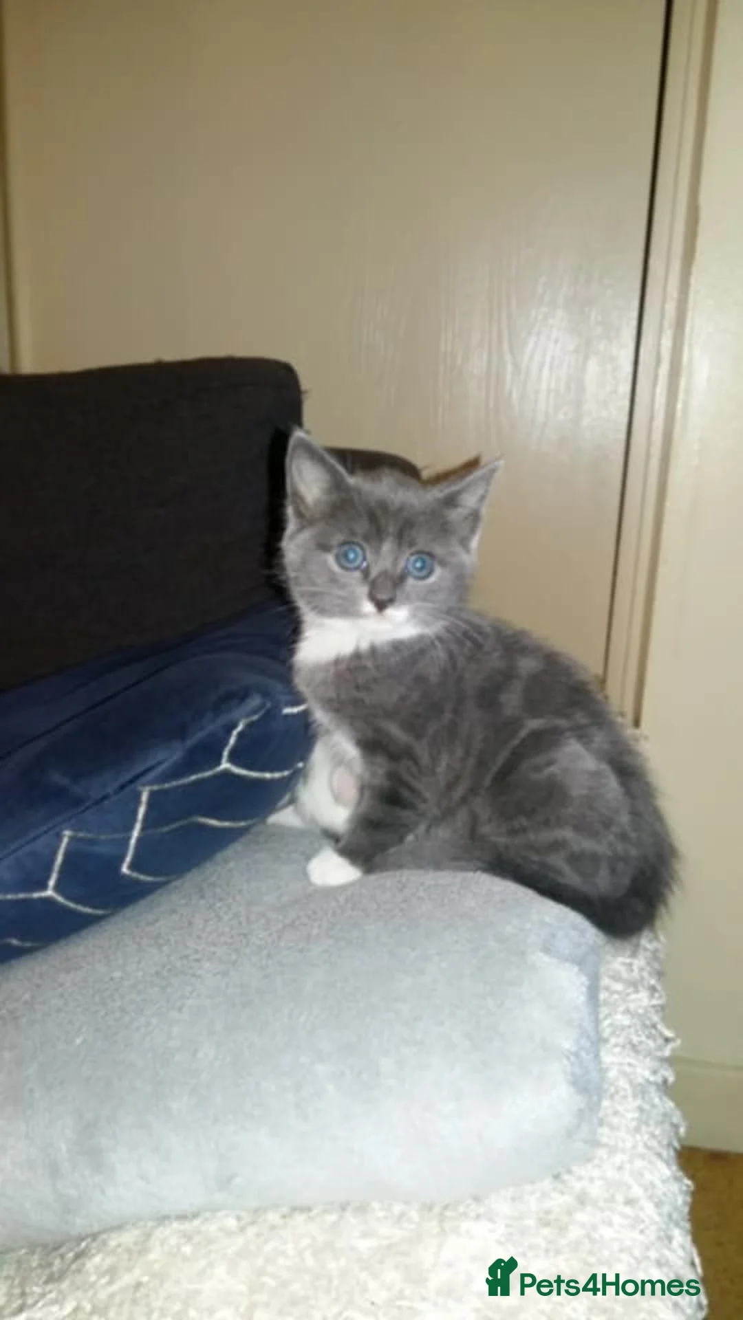 Turkish Angora cats for sale: Beautiful Gray fluffy kitten  - Advert 2