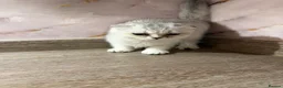 Scottish Fold cats for sale: Adorable Scottish fold/ Scottish straight Pure  - Advert 14