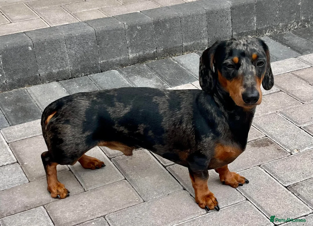 Miniature Dachshund dogs for stud: KC REG SILVER DAPPLE & TAN STUD CARRYING CREAM in Irvine - Advert 13