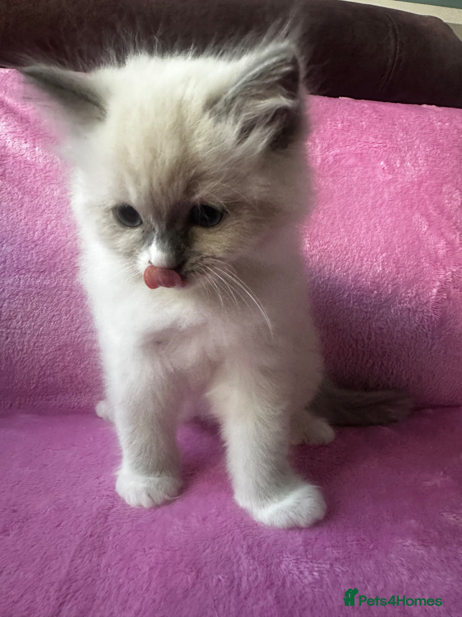 Ragdoll cats for sale: Beautiful Purebred Ragdoll Kittens - Advert 12