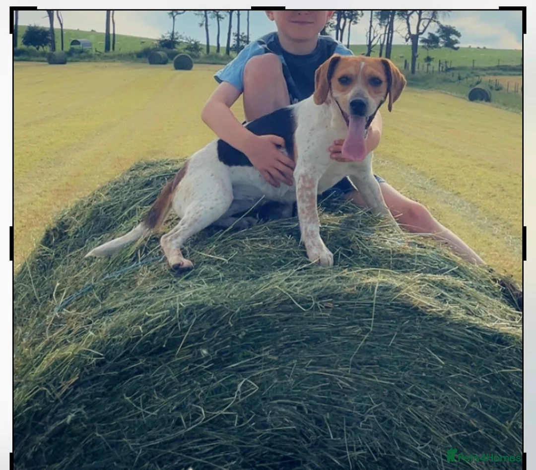 Beagle dogs for sale: 2 Beautiful beagle puppies  - Advert 11