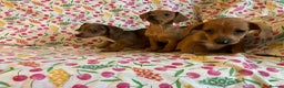 Mixed Breed dogs for sale: Miniature jack russel X Miniature dachshund  - Advert 5