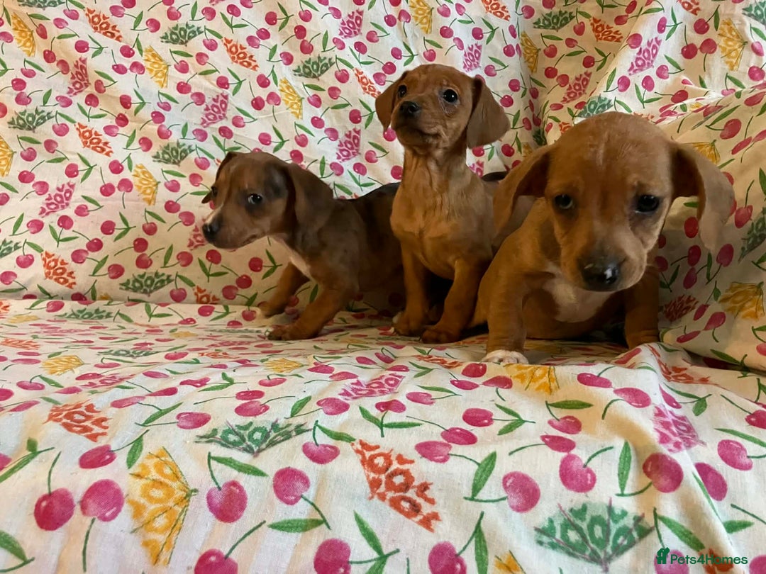 Mixed Breed dogs for sale: Miniature jack russel X Miniature dachshund  - Advert 5