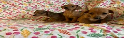 Mixed Breed dogs for sale: Miniature jack russel X Miniature dachshund  - Advert 5
