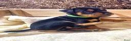 Mixed Breed dogs for sale: Lakeland / Fell terriers for sale in Pwllheli - Advert 19