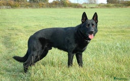 German Shepherd dogs for stud: STUD KC Working Line German Shepherd - Image 2