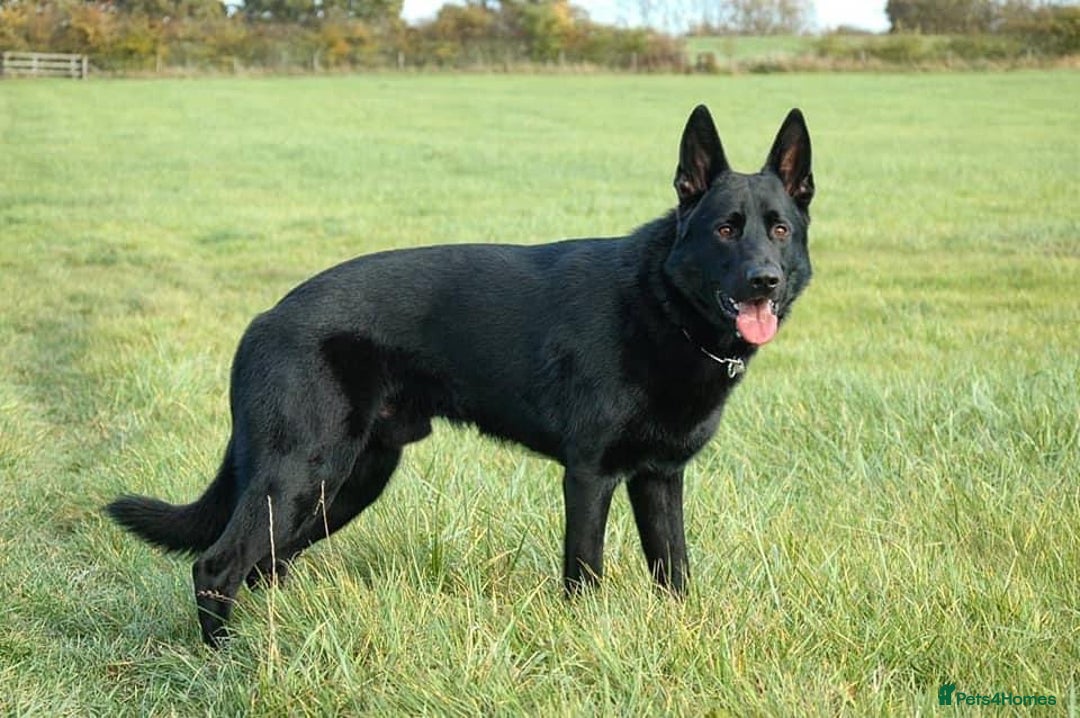 German Shepherd dogs for stud: STUD KC Working Line German Shepherd - Image 2