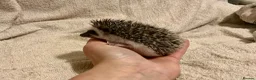 Pygmy Hedgehog rodents for sale: African Pygmy Hedgehog hoglets  - Advert 3