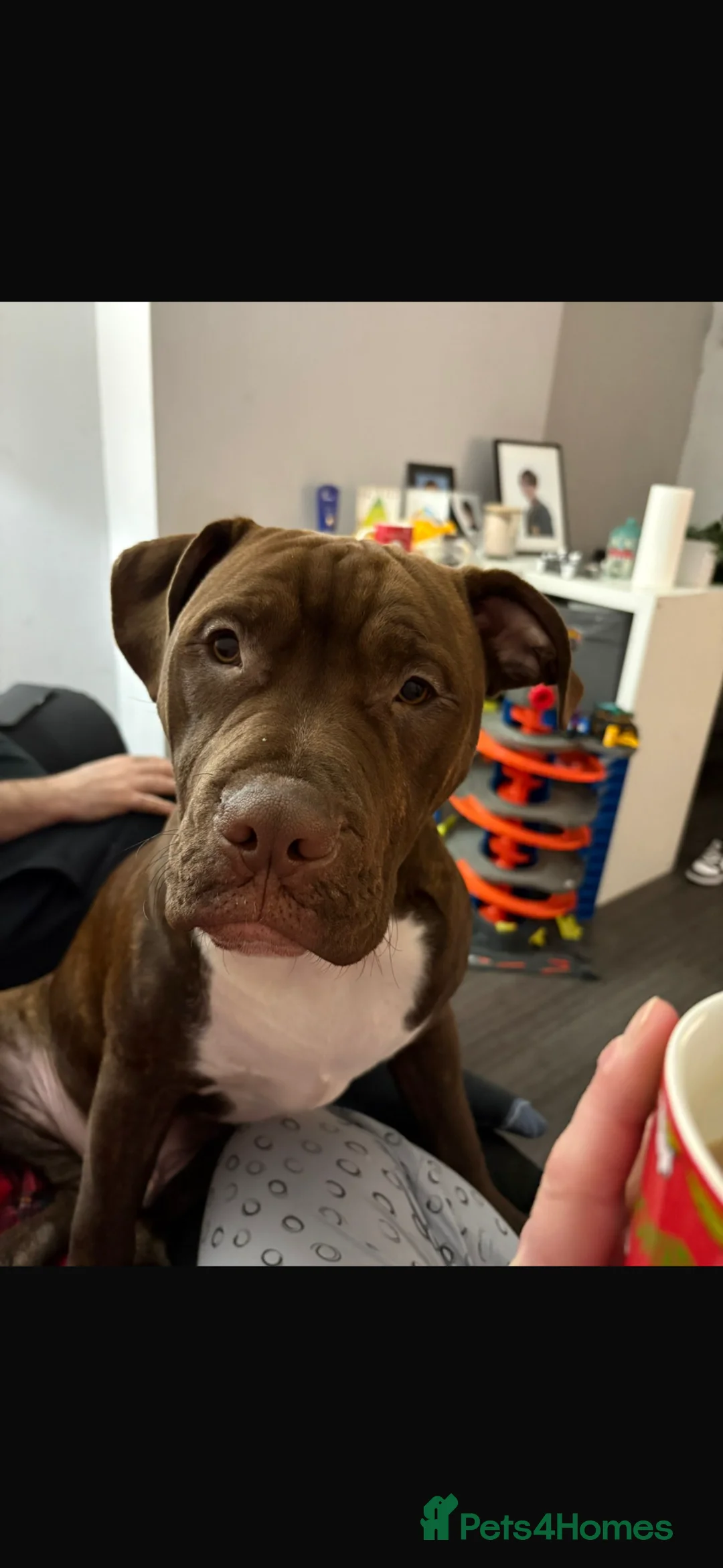 Mixed Breed dogs for sale: Woody  - Advert 2