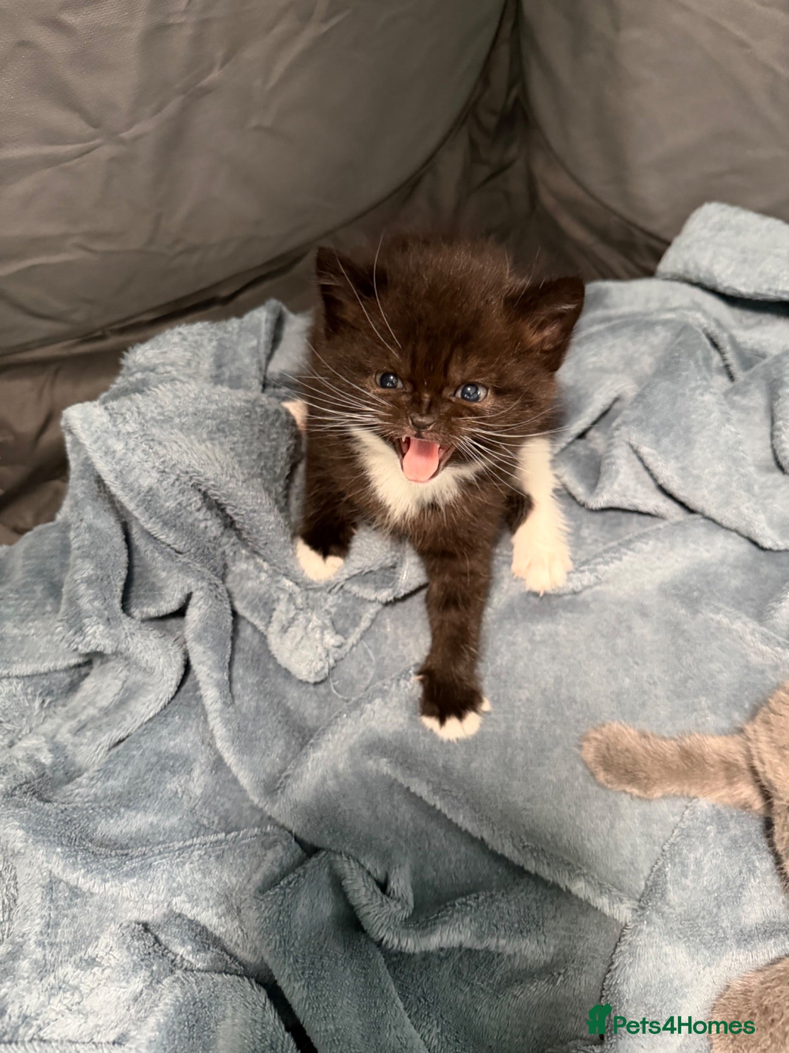 Mixed Breed cats Adorable Kittens Ready from 1st August - Advert 5