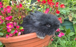 Angora rabbits for sale: The cutest black beauties 🖤 - Image 8