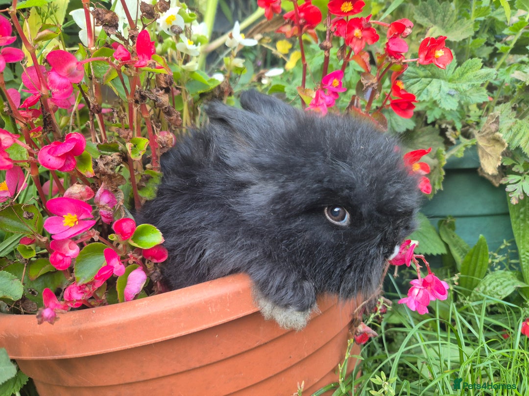 Angora rabbits for sale: The cutest black beauties 🖤 - Image 8