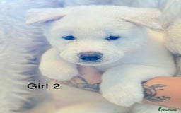 Akita dogs for sale: Akita puppies 4 - 2 boys 2 girls  - Image 7