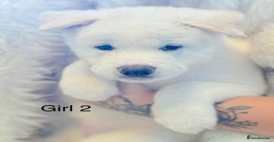 Akita dogs - Advert 5