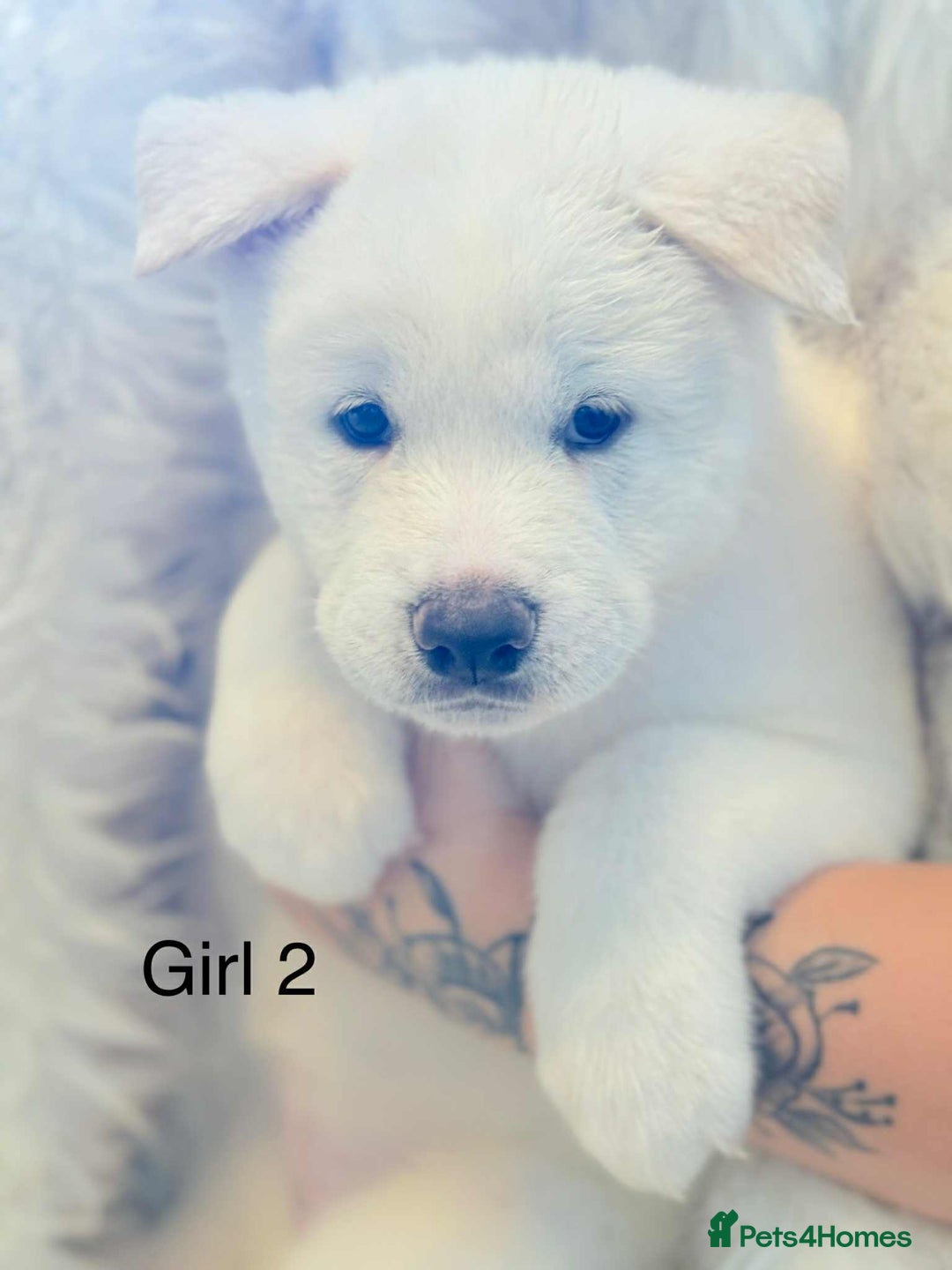 Akita dogs for sale: Akita puppies 4 - 2 boys 2 girls  - Image 7
