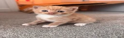 Mixed Breed cats for sale: ginger kittens  in Hailsham - Advert 6