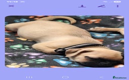 Pug dogs for sale: Pug girl  - Advert 4