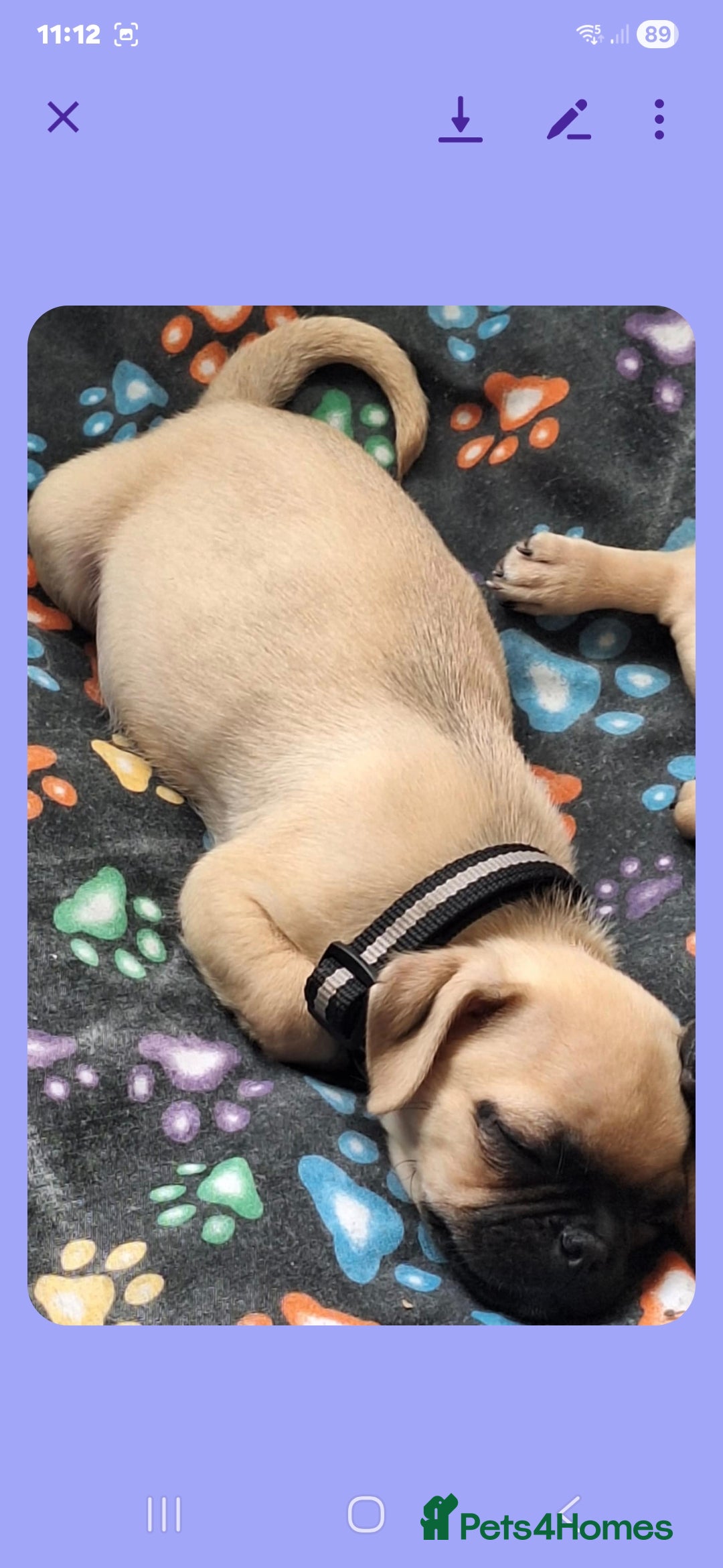 Pug dogs for sale: Pug girl  - Advert 4