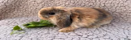 Mini Lop rabbits for sale: 5 beautiful mini lops for sale in Swindon - Advert 6