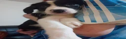 Mixed Breed dogs for sale: Collie puppies - Advert 6