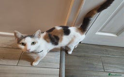 Mixed Breed cats for sale: Adorable Female Cat for Sale - Image 7