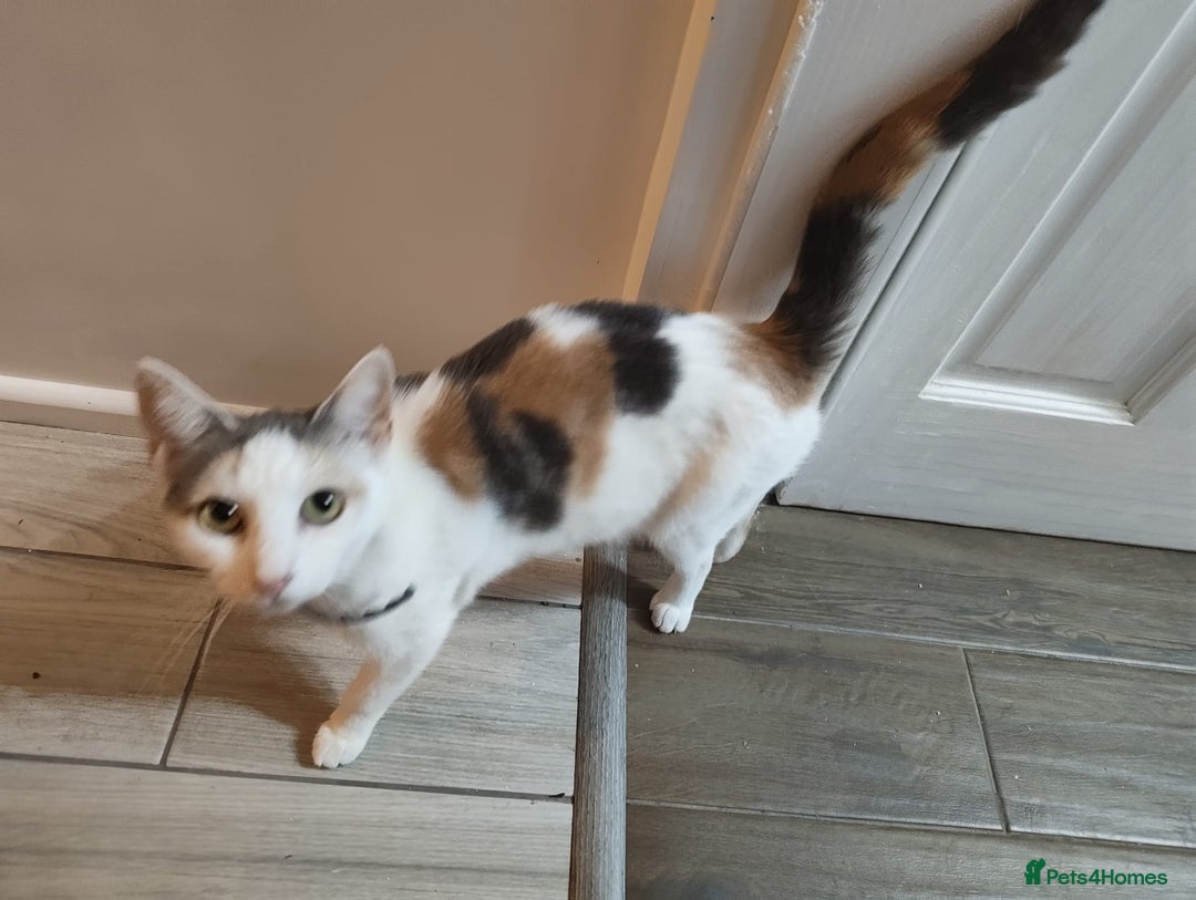 Mixed Breed cats for sale: Adorable Female Cat for Sale - Image 7