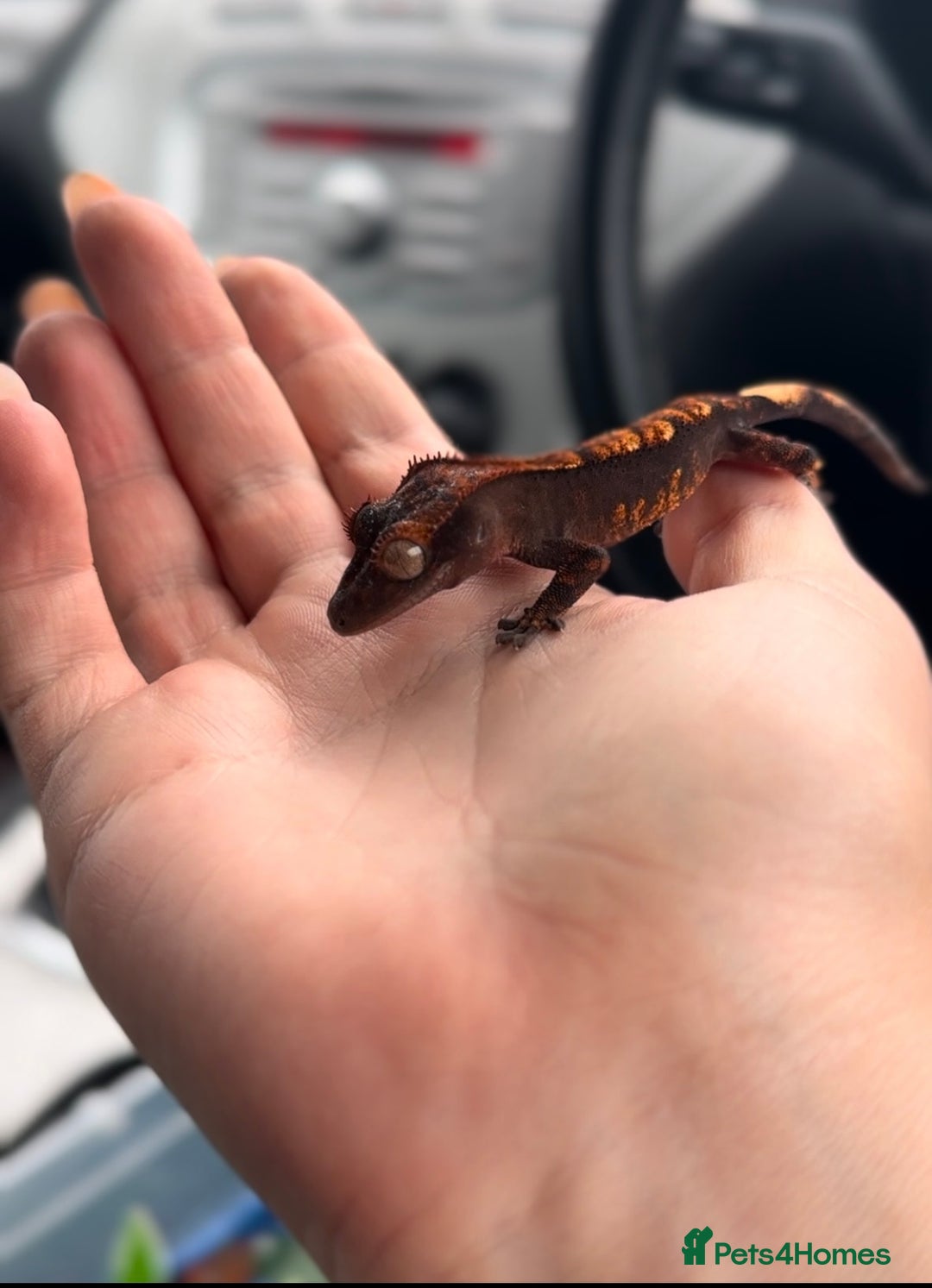 Gecko reptiles for sale: Brown Dalmatian Crested Gecko in Banbury - Image 22