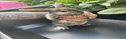 Harlequin rabbits for sale: Gorgeous harlequin mini lops - Advert 30