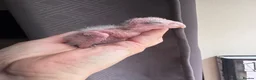 Parrots birds for sale: Hand Reared Yellow Thighed Caiques - Advert 6