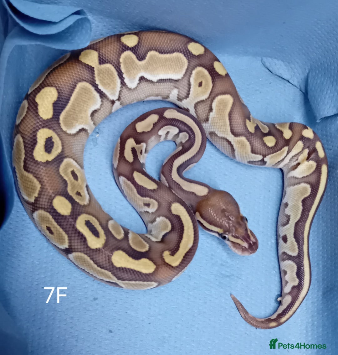 Python Snake reptiles for sale: Hatchling Royal Python's Females - Advert 13