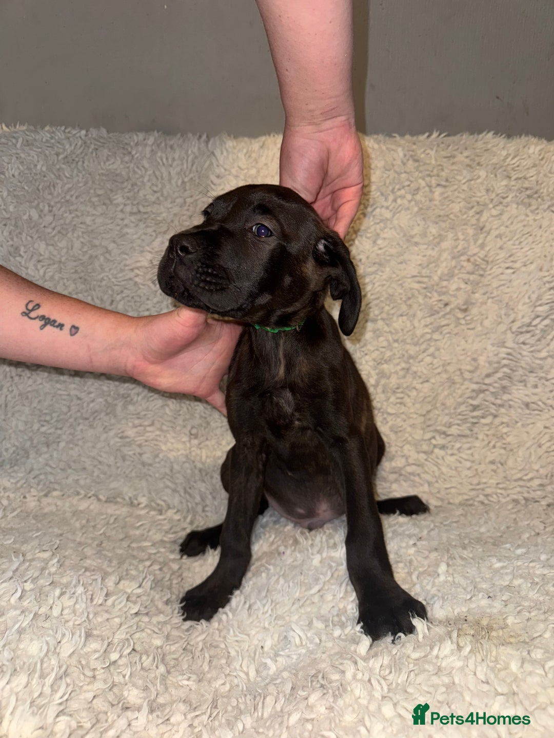 Cane Corso dogs for sale: Beautiful Litter Of Cane Corso Puppys - Image 9