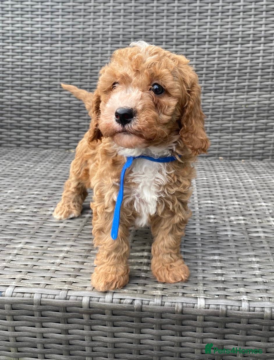 Cavapoochon dogs for sale: Beautiful Cavapoochon pups For Sale - Advert 8