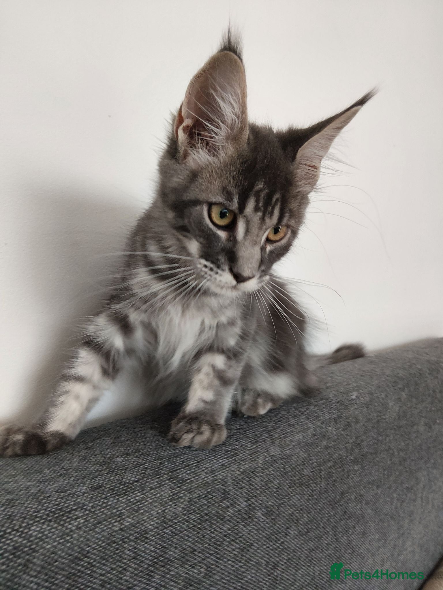 Maine Coon cats READY FOR COLLECTION  TICA registered kittens - Advert 1