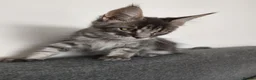 Maine Coon cats for sale: READY FOR COLLECTION  TICA registered kittens - Advert 11