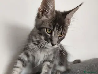 Maine Coon cats READY FOR COLLECTION TICA registered kittens - Advert 1