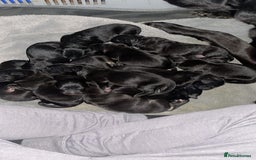 Mixed Breed dogs for sale: Stunning Black German Shepherd X puppies reposted  - Image 4