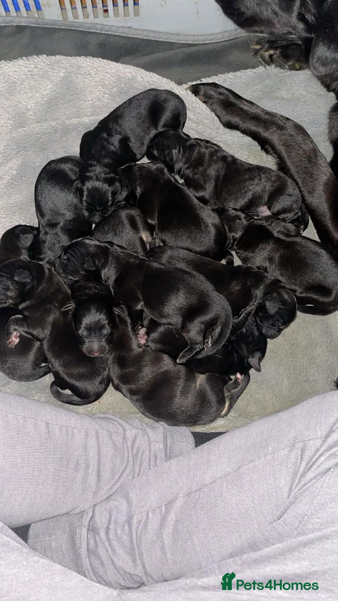 Mixed Breed dogs for sale: Stunning Black German Shepherd X puppies reposted  - Image 4