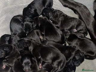 Mixed Breed dogs - Advert 7