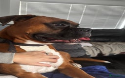 Boxer dogs for sale: A Second Chance for a Gentle Boxer - Advert 33