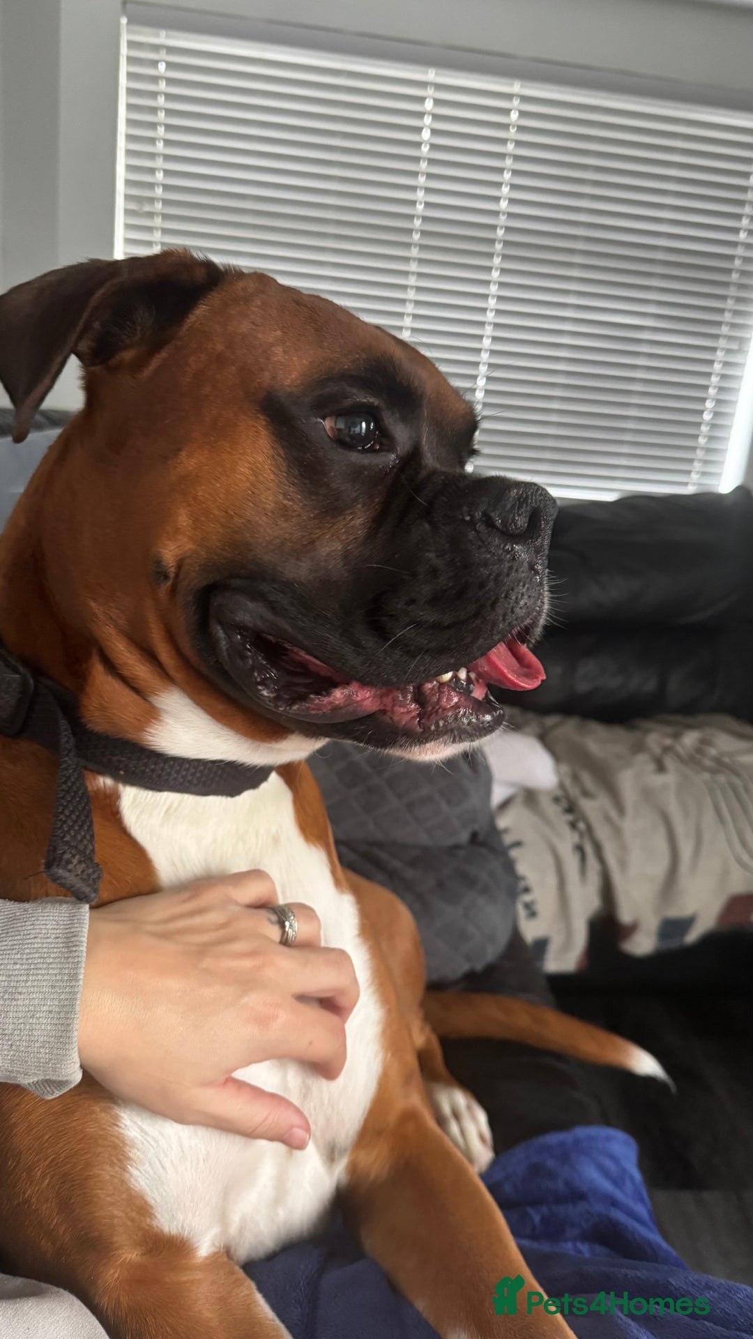 Boxer dogs for sale: A Second Chance for a Gentle Boxer - Advert 33